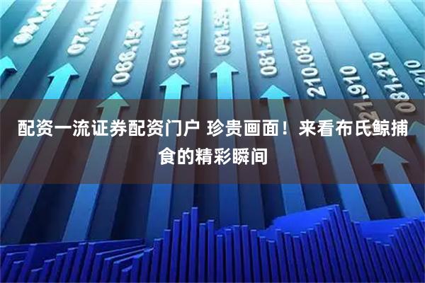 配资一流证券配资门户 珍贵画面！来看布氏鲸捕食的精彩瞬间